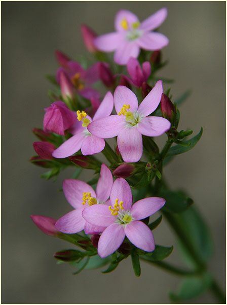 Tausendgüldenkraut (Centaurium minus)