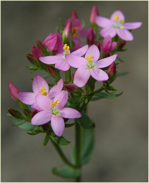 Tausendgüldenkraut (Centaurium minus)