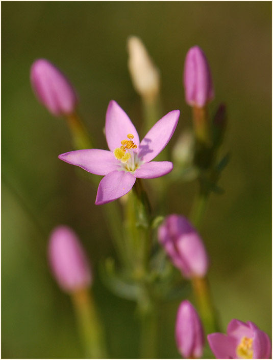 Tausendgüldenkraut (Centaurium minus)