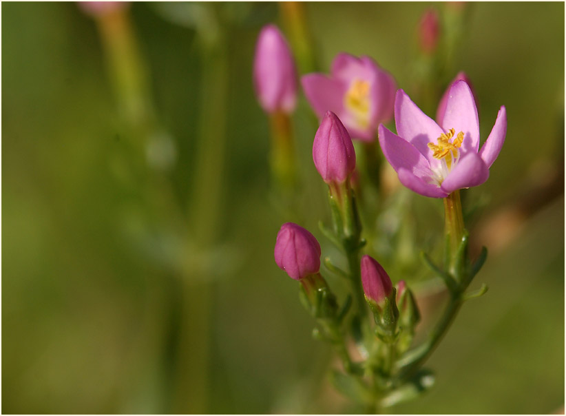 Tausendgüldenkraut (Centaurium minus)