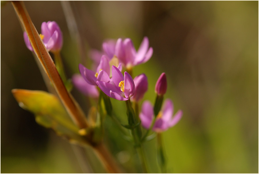 Tausendgüldenkraut (Centaurium minus)