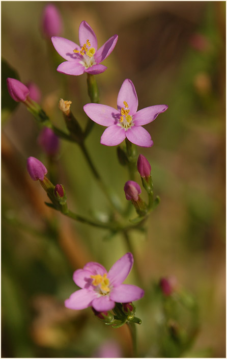 Tausendgüldenkraut (Centaurium minus)