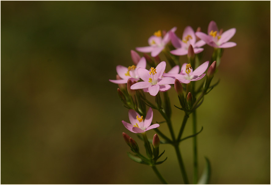 Tausendgüldenkraut (Centaurium minus)