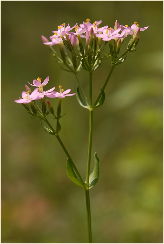 Tausendgüldenkraut (Centaurium minus)