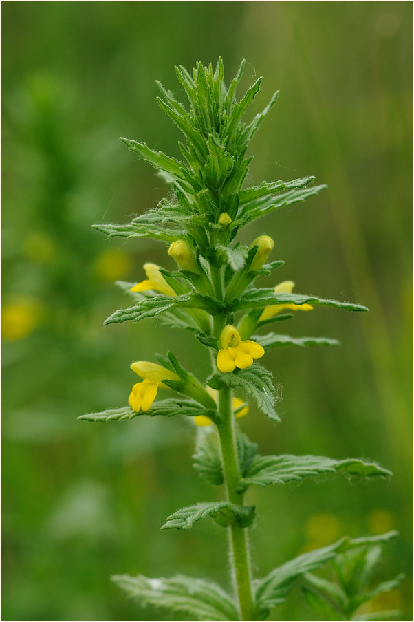 Gelbes Teerkraut (Parentucellia viscosa)