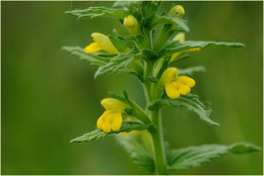 Gelbes Teerkraut (Parentucellia viscosa)