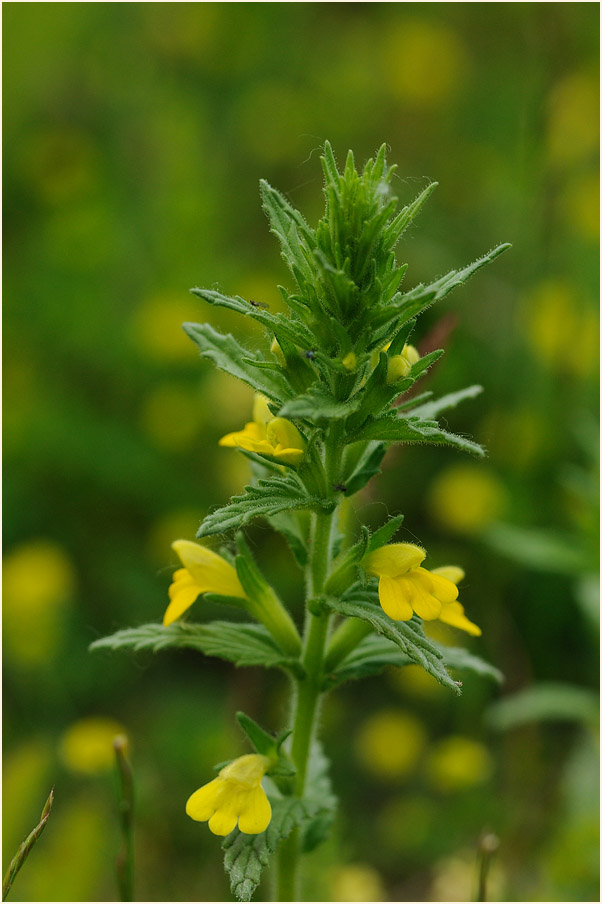 Gelbes Teerkraut (Parentucellia viscosa)