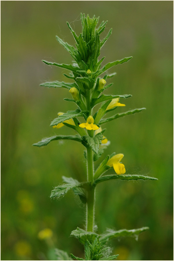 Gelbes Teerkraut (Parentucellia viscosa)