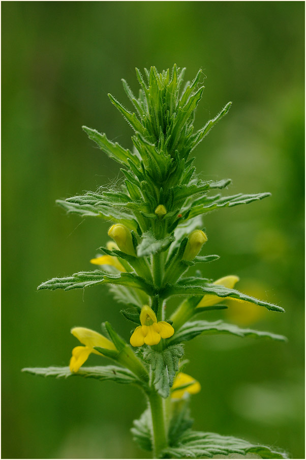 Gelbes Teerkraut (Parentucellia viscosa)