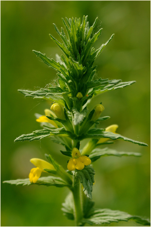 Gelbes Teerkraut (Parentucellia viscosa)