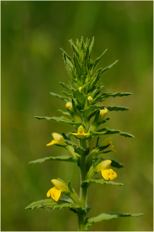 Gelbes Teerkraut (Parentucellia viscosa)