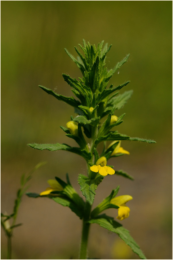 Gelbes Teerkraut (Parentucellia viscosa)