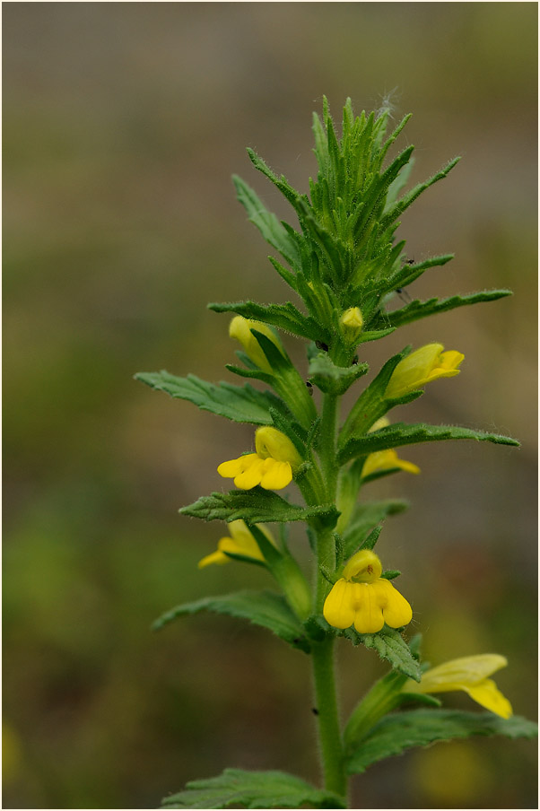 Gelbes Teerkraut (Parentucellia viscosa)