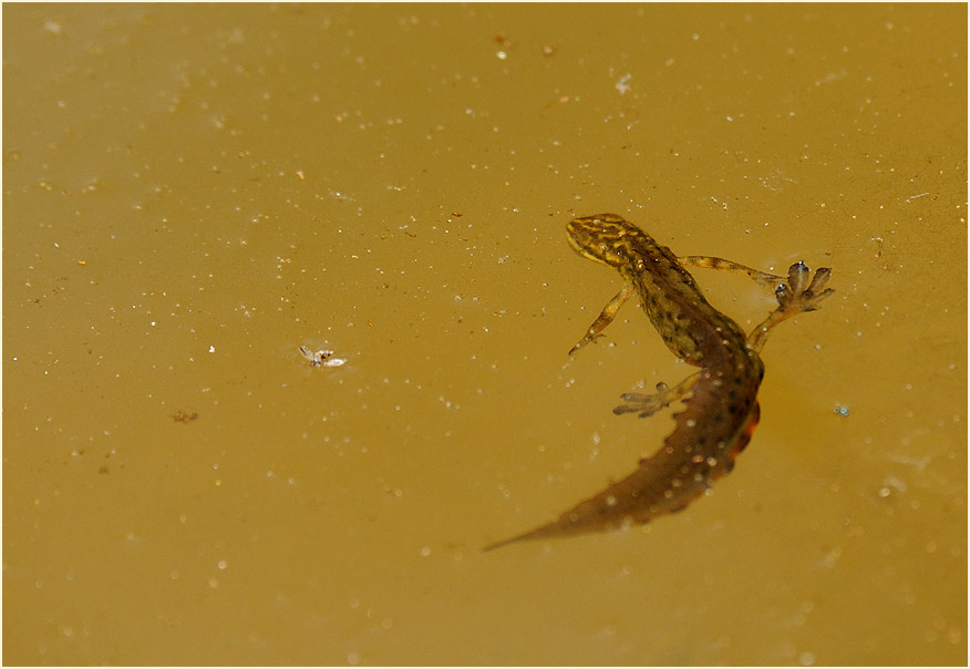 Teichmolch