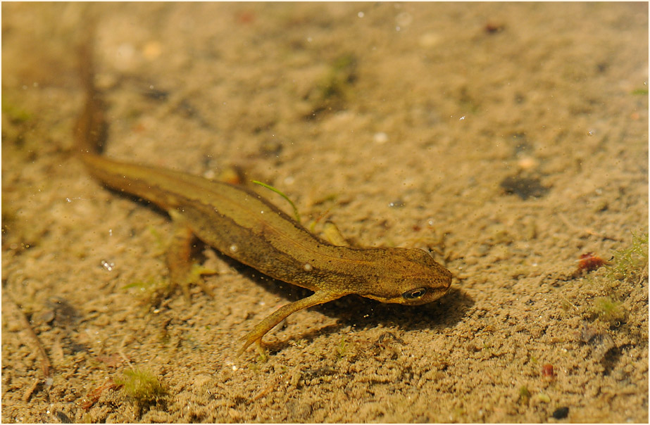 Teichmolch
