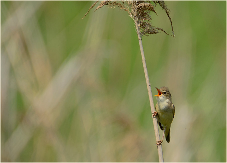 Teichrohrsänger