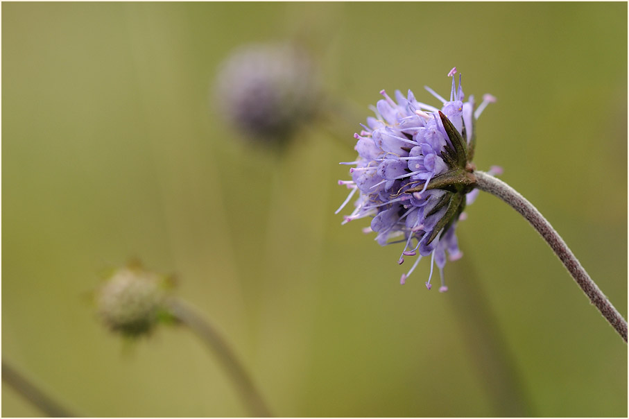 Teufelsabbiß (Succisa pratensis)