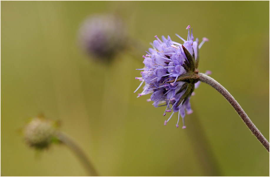 Teufelsabbiß (Succisa pratensis)