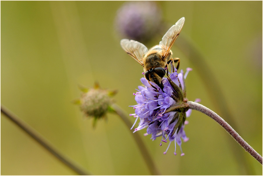 Teufelsabbiß (Succisa pratensis)