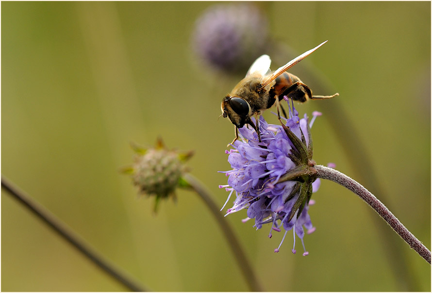 Teufelsabbiß (Succisa pratensis)