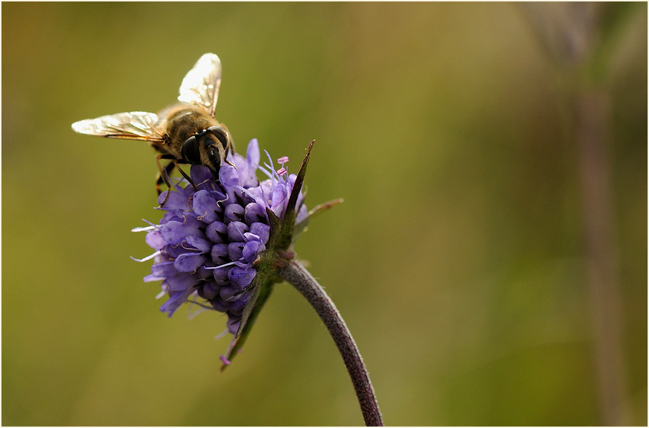 Teufelsabbiß (Succisa pratensis)