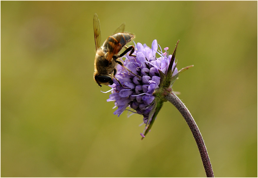 Teufelsabbiß (Succisa pratensis)