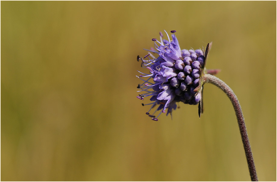 Teufelsabbiß (Succisa pratensis)