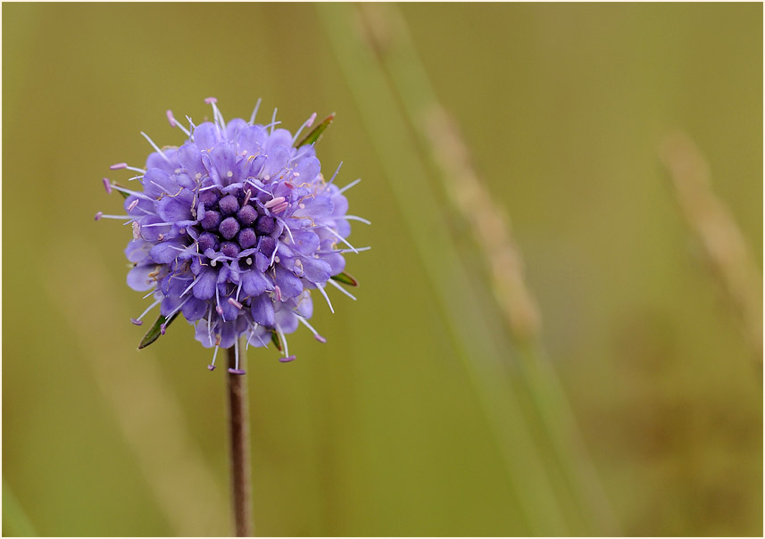 Teufelsabbiß (Succisa pratensis)