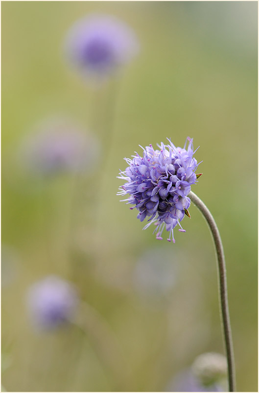 Teufelsabbiß (Succisa pratensis)