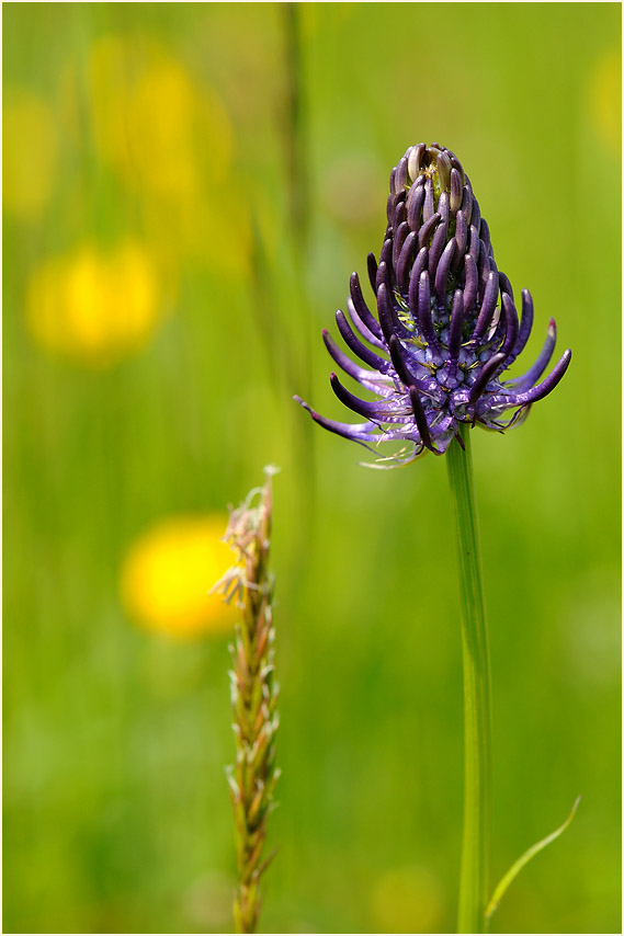 Kugelige Teufelskralle (Phyteuma orbiculare)