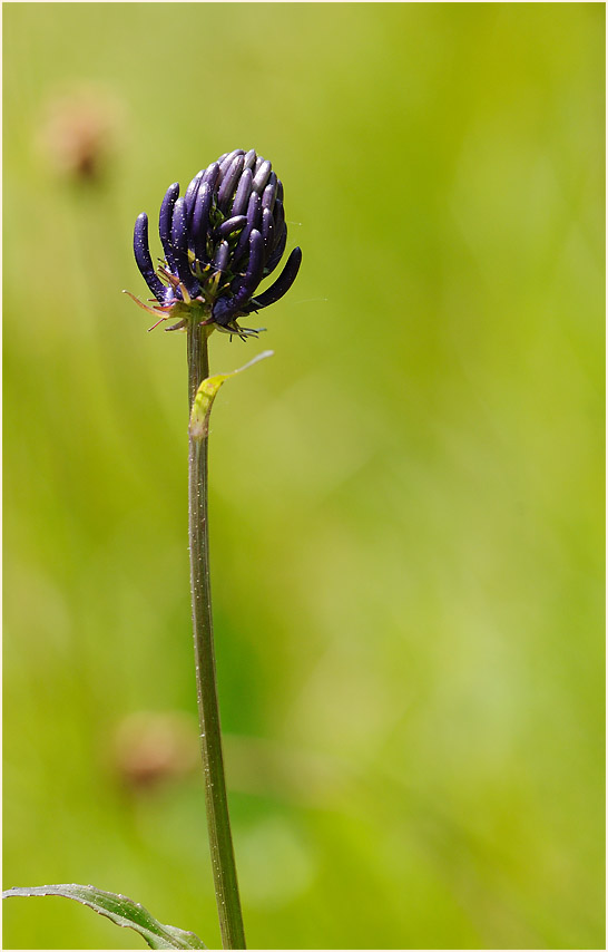 Kugelige Teufelskralle (Phyteuma orbiculare)