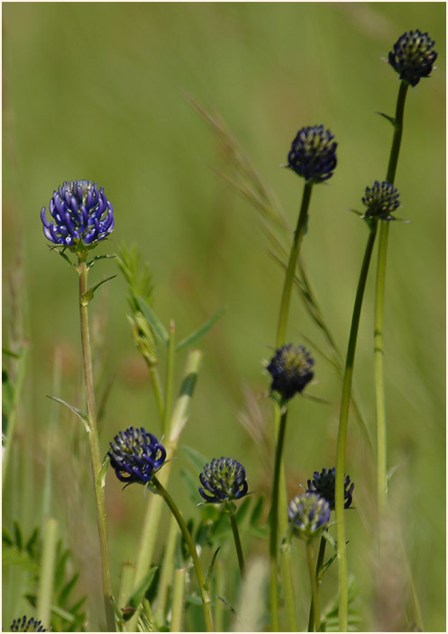 Kugelige Teufelskralle (Phyteuma orbiculare)