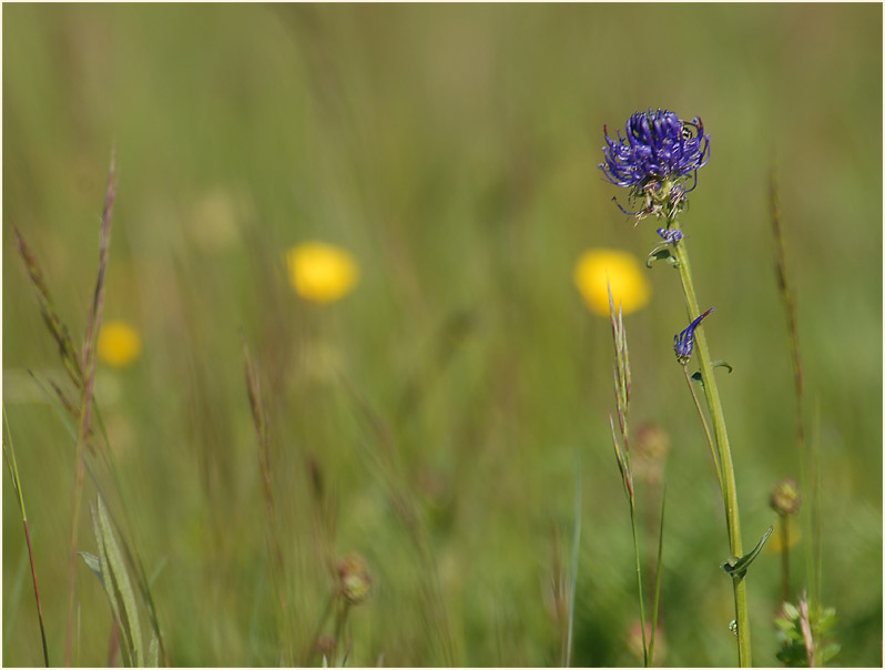 Kugelige Teufelskralle (Phyteuma orbiculare)