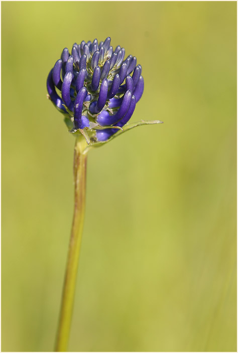 Kugelige Teufelskralle (Phyteuma orbiculare)
