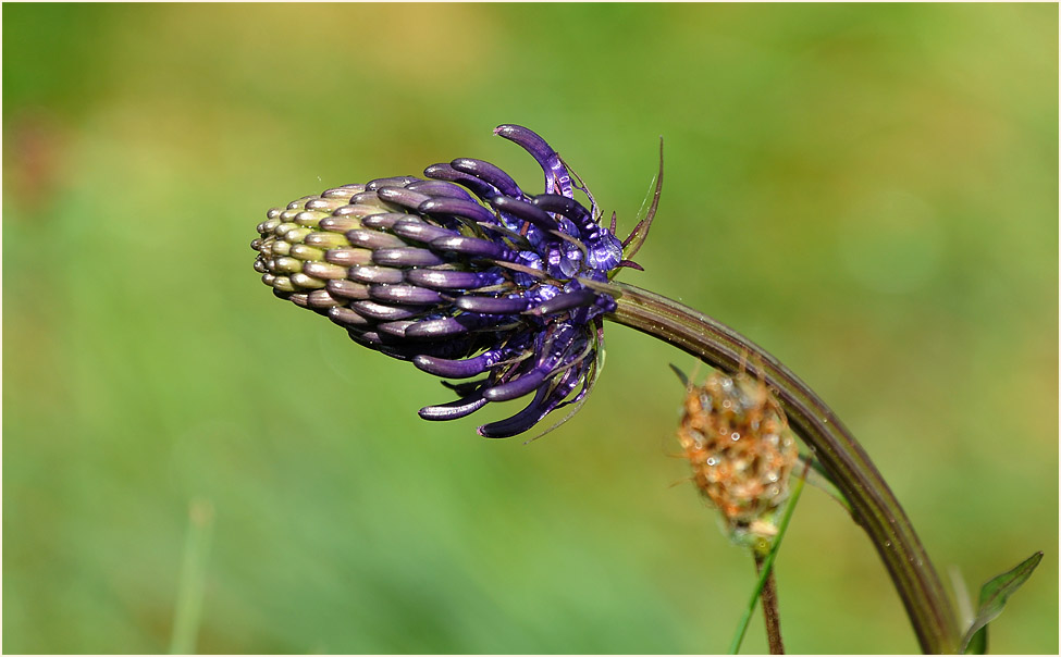 Kugelige Teufelskralle (Phyteuma orbiculare)
