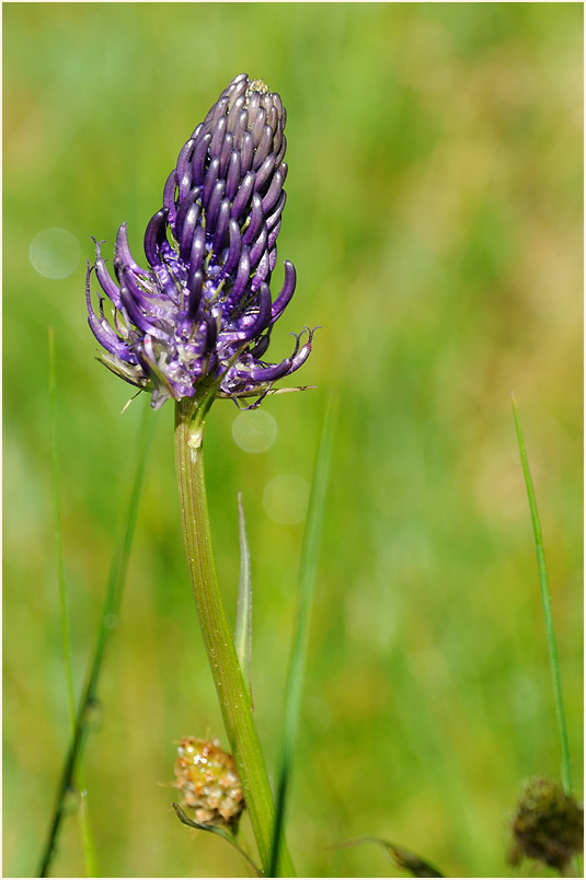 Kugelige Teufelskralle (Phyteuma orbiculare)