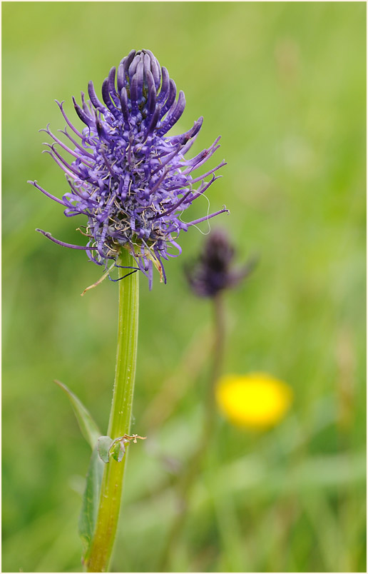 Kugelige Teufelskralle (Phyteuma orbiculare)
