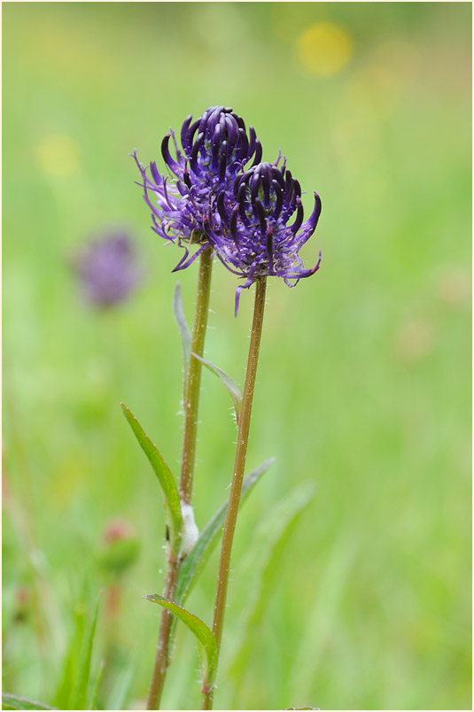 Kugelige Teufelskralle (Phyteuma orbiculare)