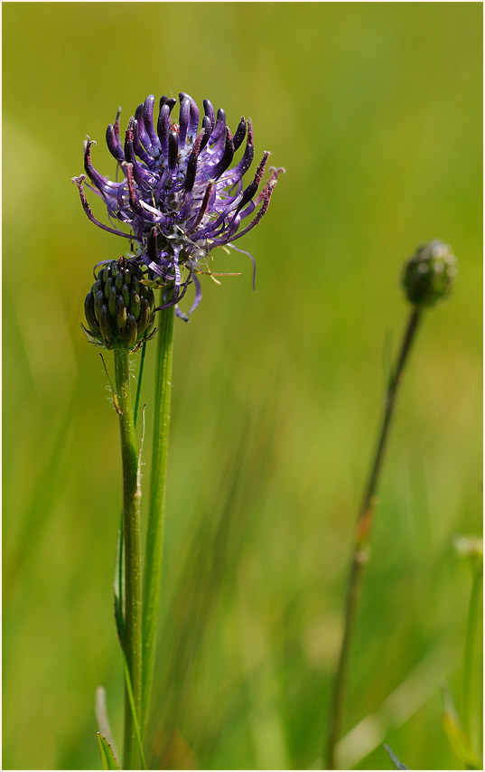 Kugelige Teufelskralle (Phyteuma orbiculare)