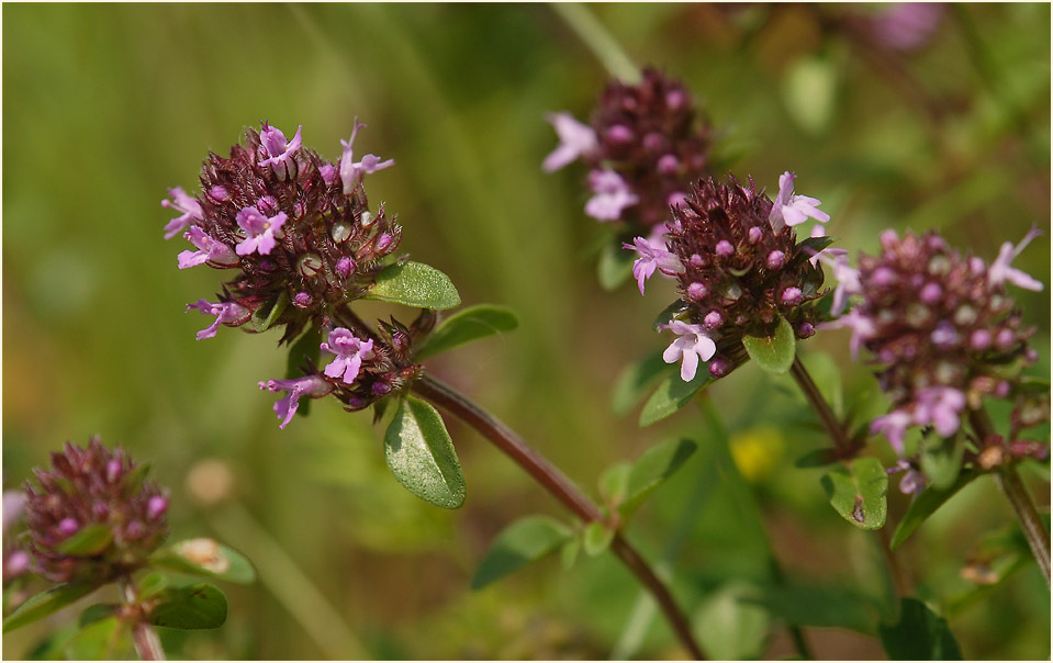 Thymian (Thymus serphyllum)