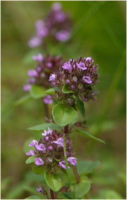 Thymian (Thymus serphyllum)