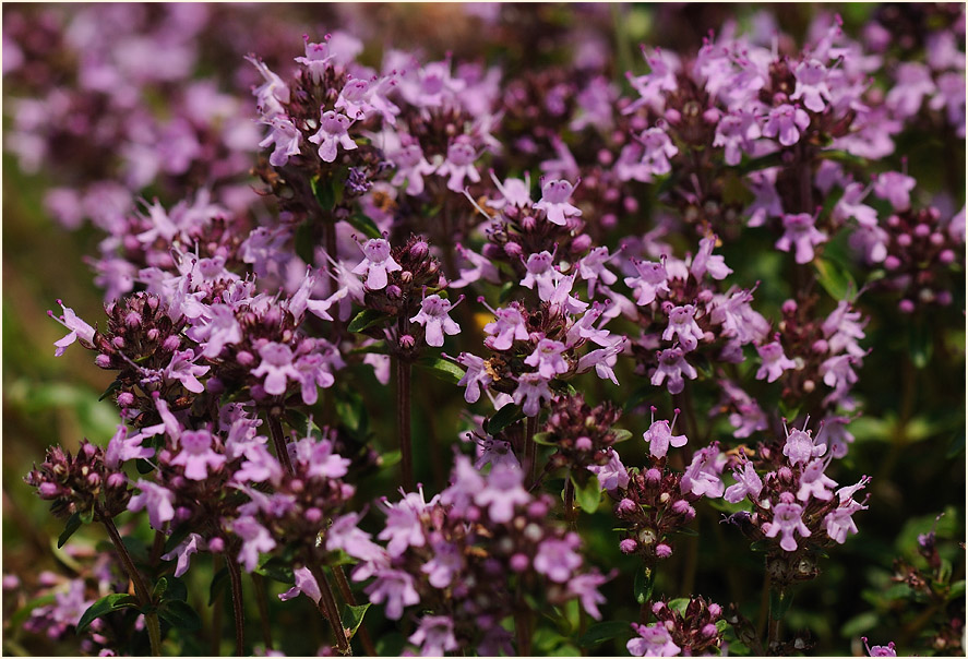 Thymian (Thymus serphyllum)