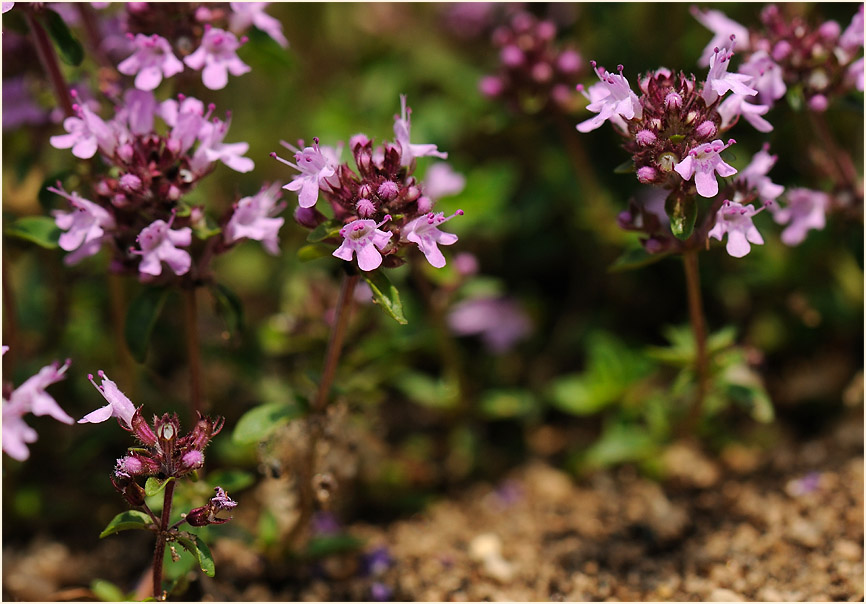 Thymian (Thymus serphyllum)