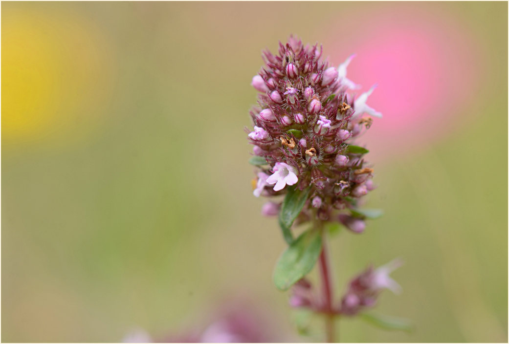 Thymian (Thymus serphyllum)