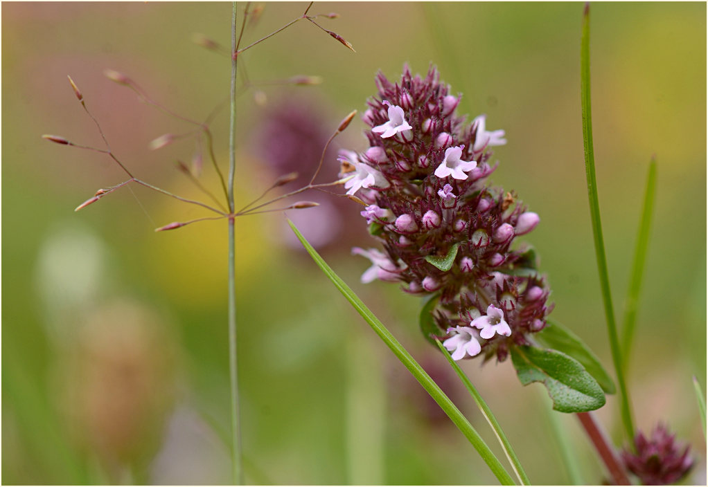 Thymian (Thymus serphyllum)