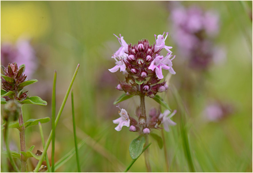 Thymian (Thymus serphyllum)