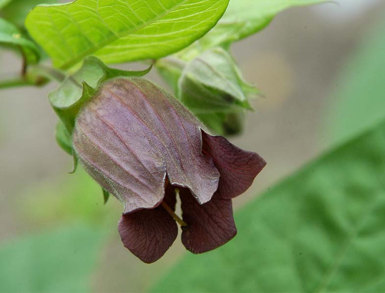 Tollkirsche (Atropa  belladonna)