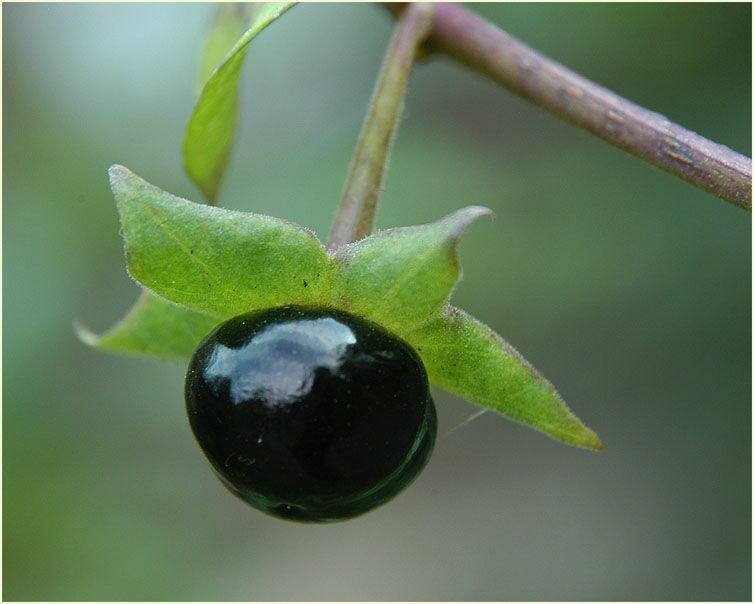 Tollkirsche (Atropa  belladonna)