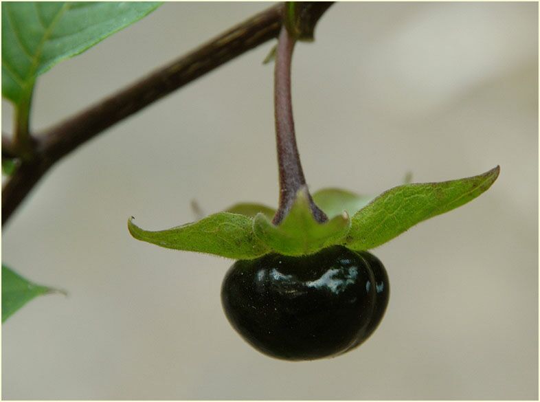 Tollkirsche (Atropa  belladonna)