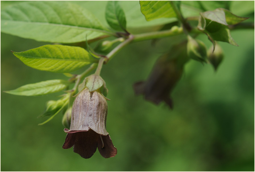 Tollkirsche (Atropa  belladonna)